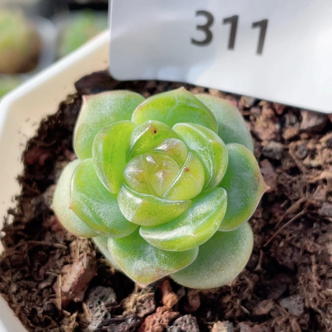 311号糖心冰心珍妮
