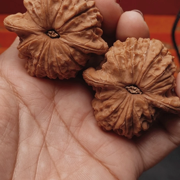 核桃血麒麟45尺核桃
