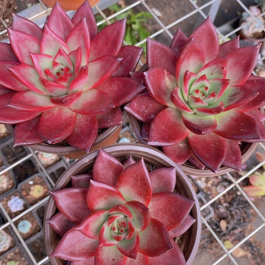 鸡血罗宾精控精养大单头三盆