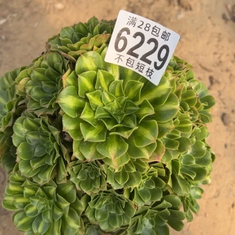 琉璃多肉植物法师6229