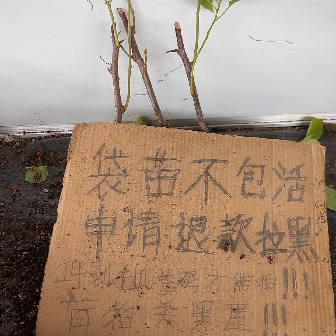 特***猫当前无花栽培后可以开花袋苗盲盒三颗