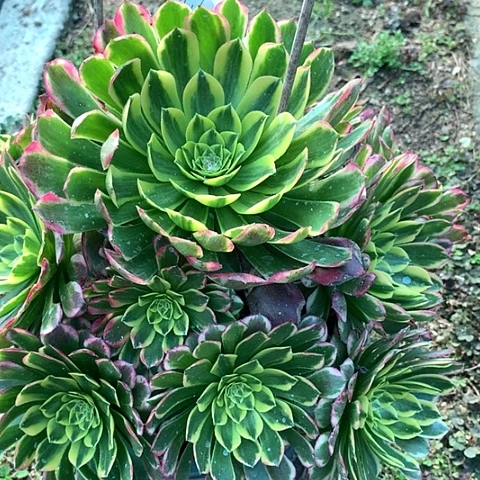 肥***强6916朝霞多肉植物法师