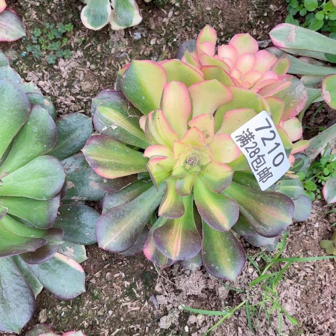 A.  7210七彩拉丝多肉