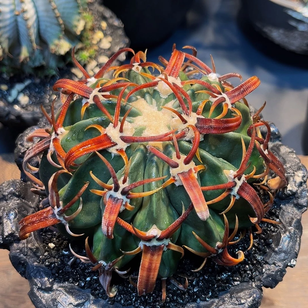 武藏野凌玻Zzzzzzzzzzzzzzzz