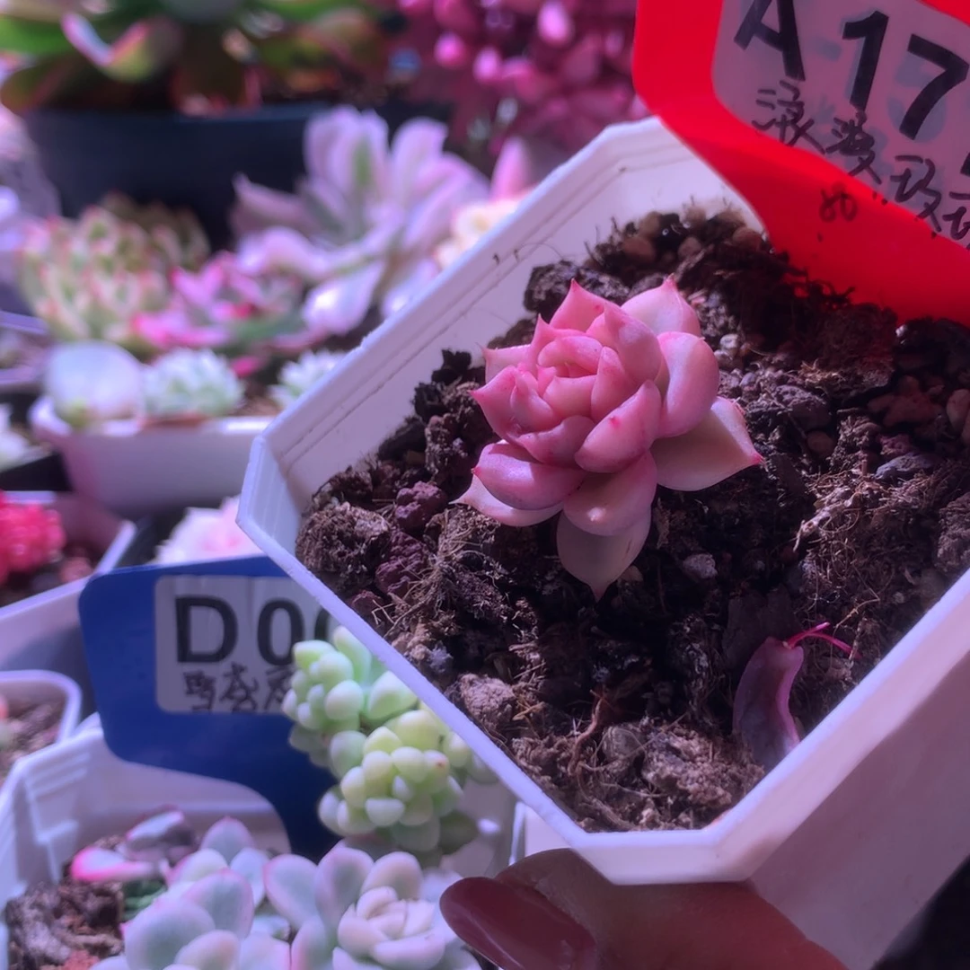 卢***余浪漫玫瑰覆轮锦有根