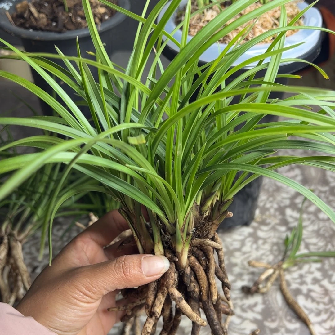 所****完全开放莲瓣兰矮，