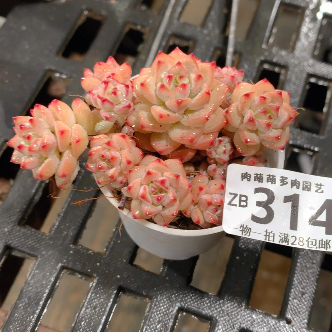 肉萌萌拇指盆精控多肉ZB314