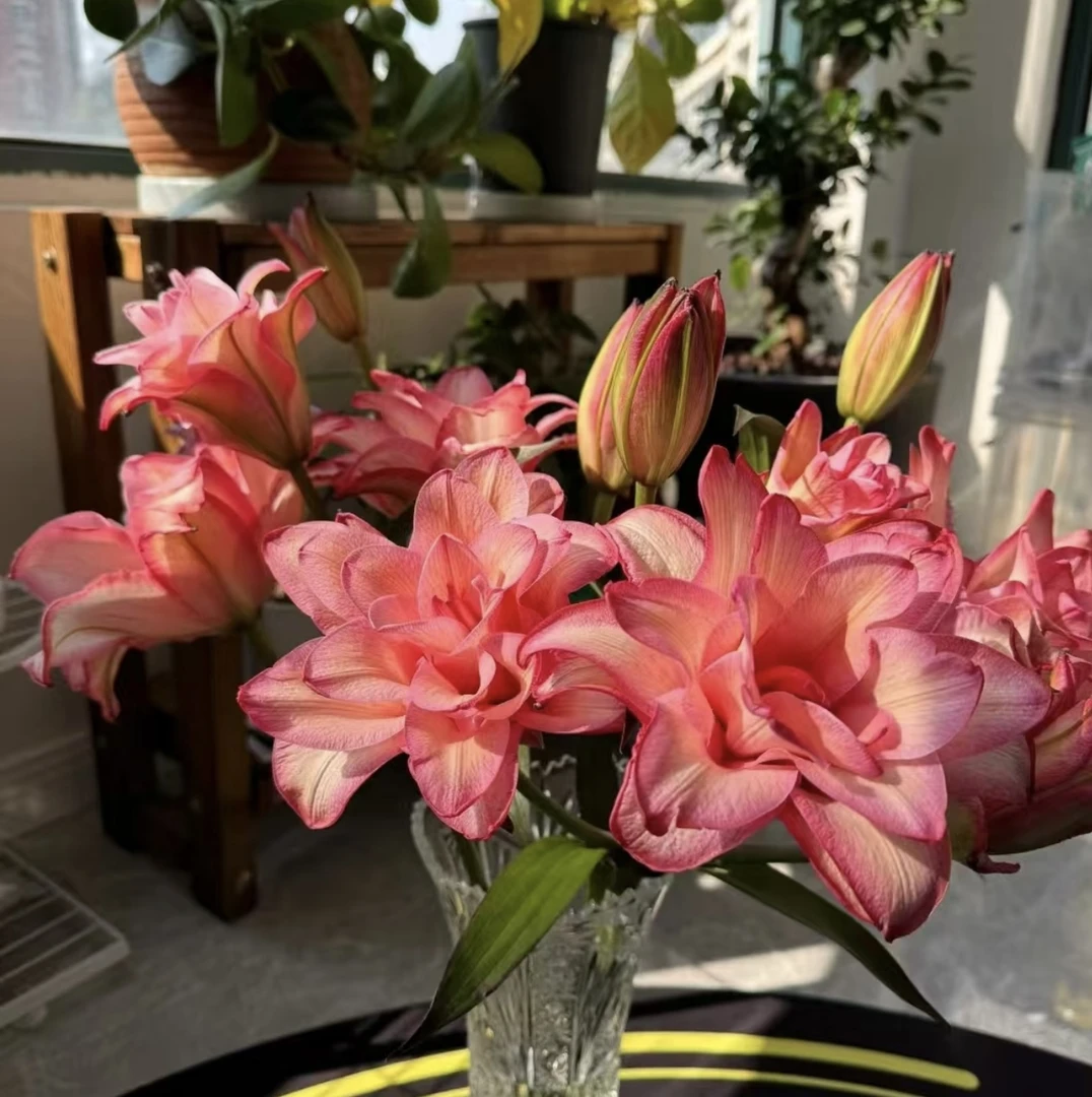 吉星高照 重瓣百合一单不售后两单发顺丰