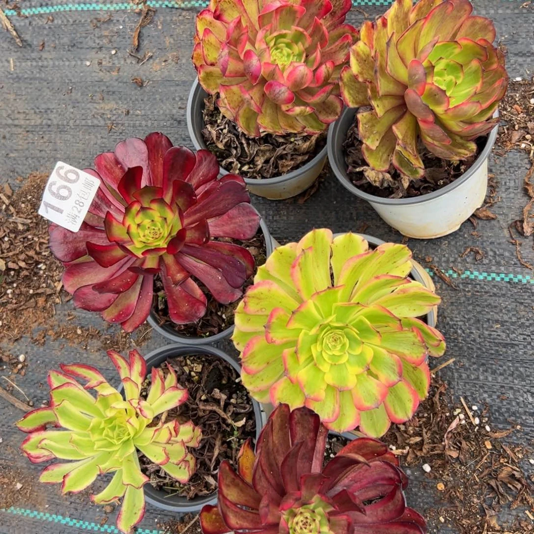 多肉植物166六颗的