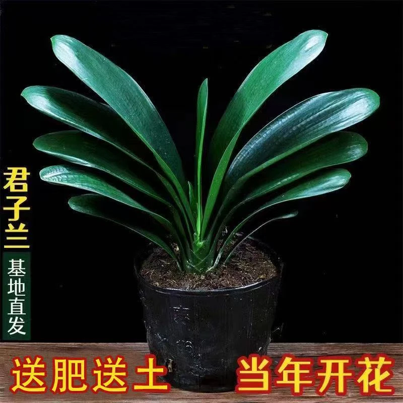 8-10片叶君子兰盆栽室内绿植耐寒盆栽客厅阳台庭院四季花卉