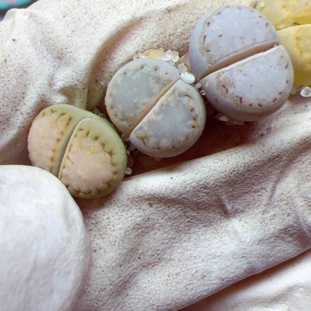 a**砹113优秀的肉肉24