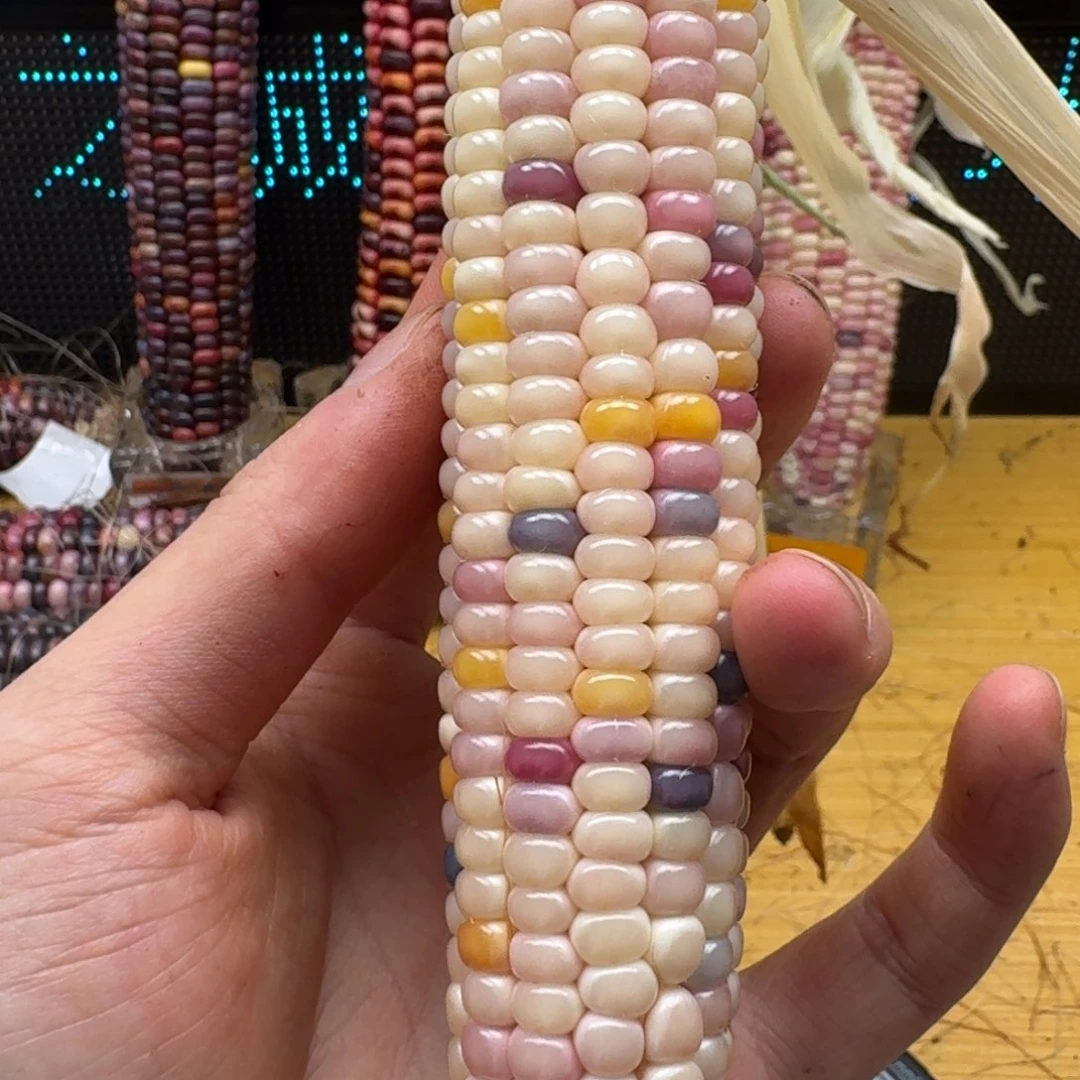 极***.柏香籽/百香籽吊坠