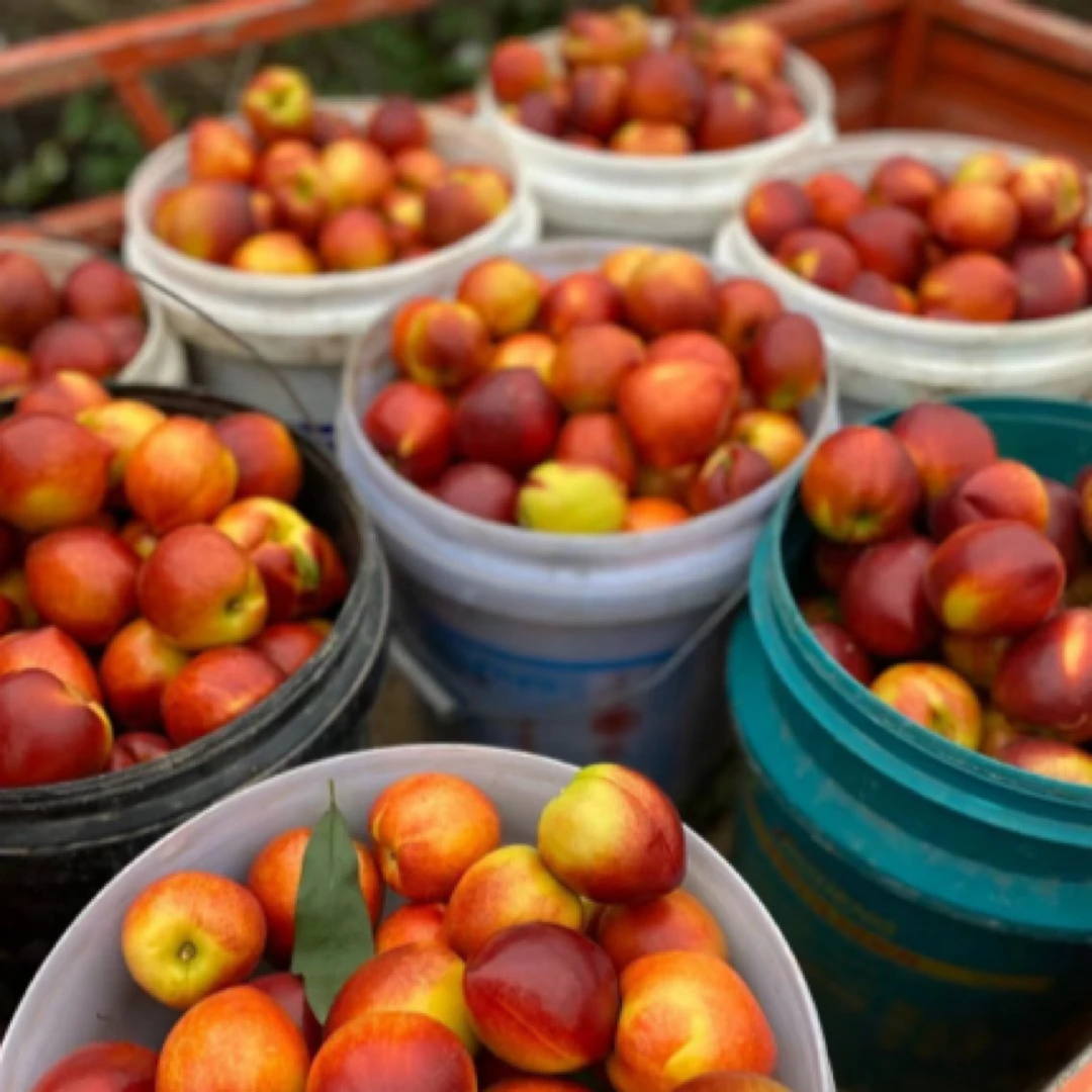 【整果】麻点小丑桃3斤桃子同城送山东省