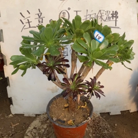 多肉水墨丹青一物一拍