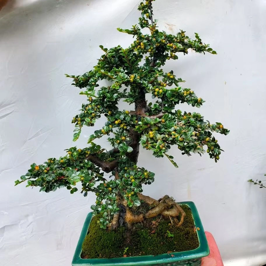 红花荀子和白花荀子各种盆景