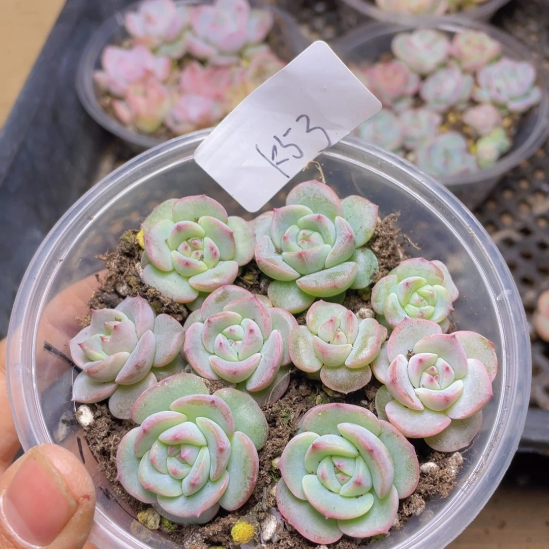 多肉植物多肉植物761