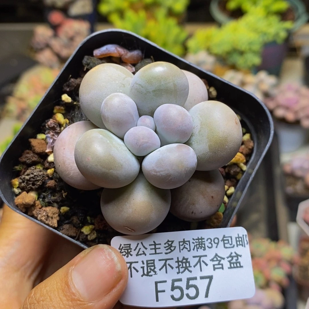 557芭比奶多肉5cm
