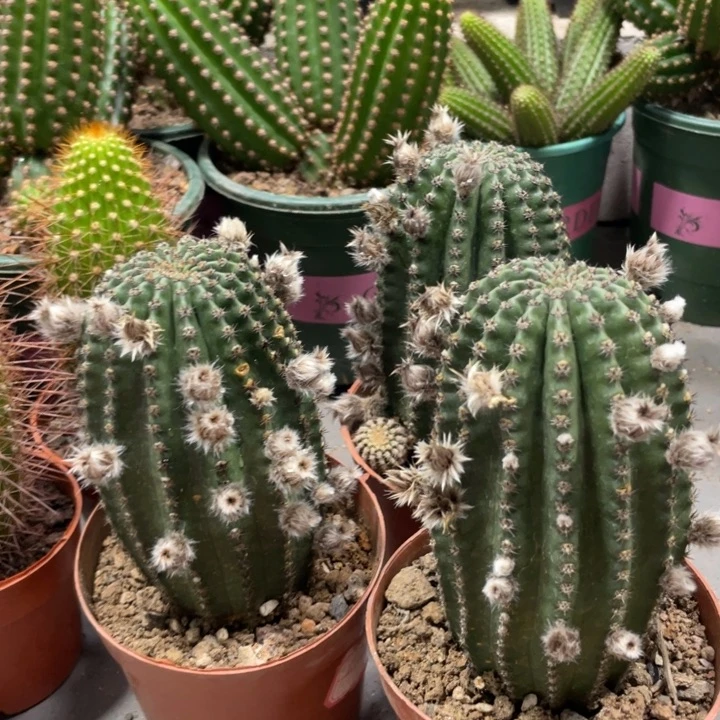 新品粉金刚带花苞一杯