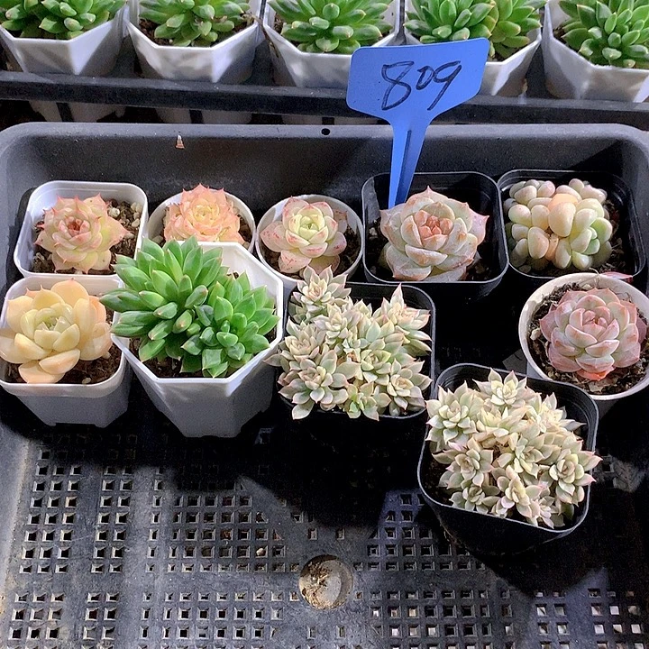 809号多肉植物园艺