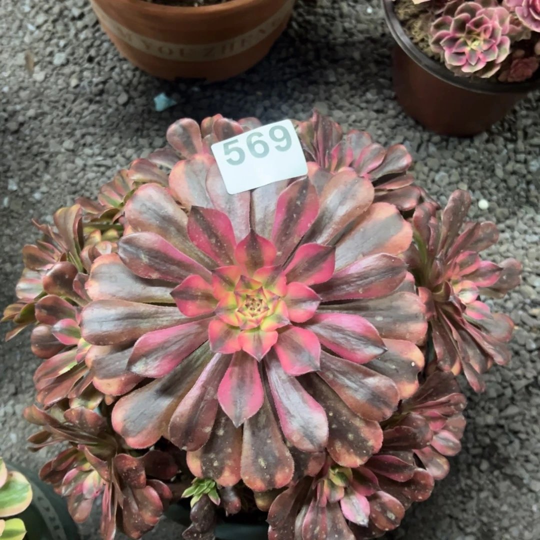 我是真的很喜欢这个