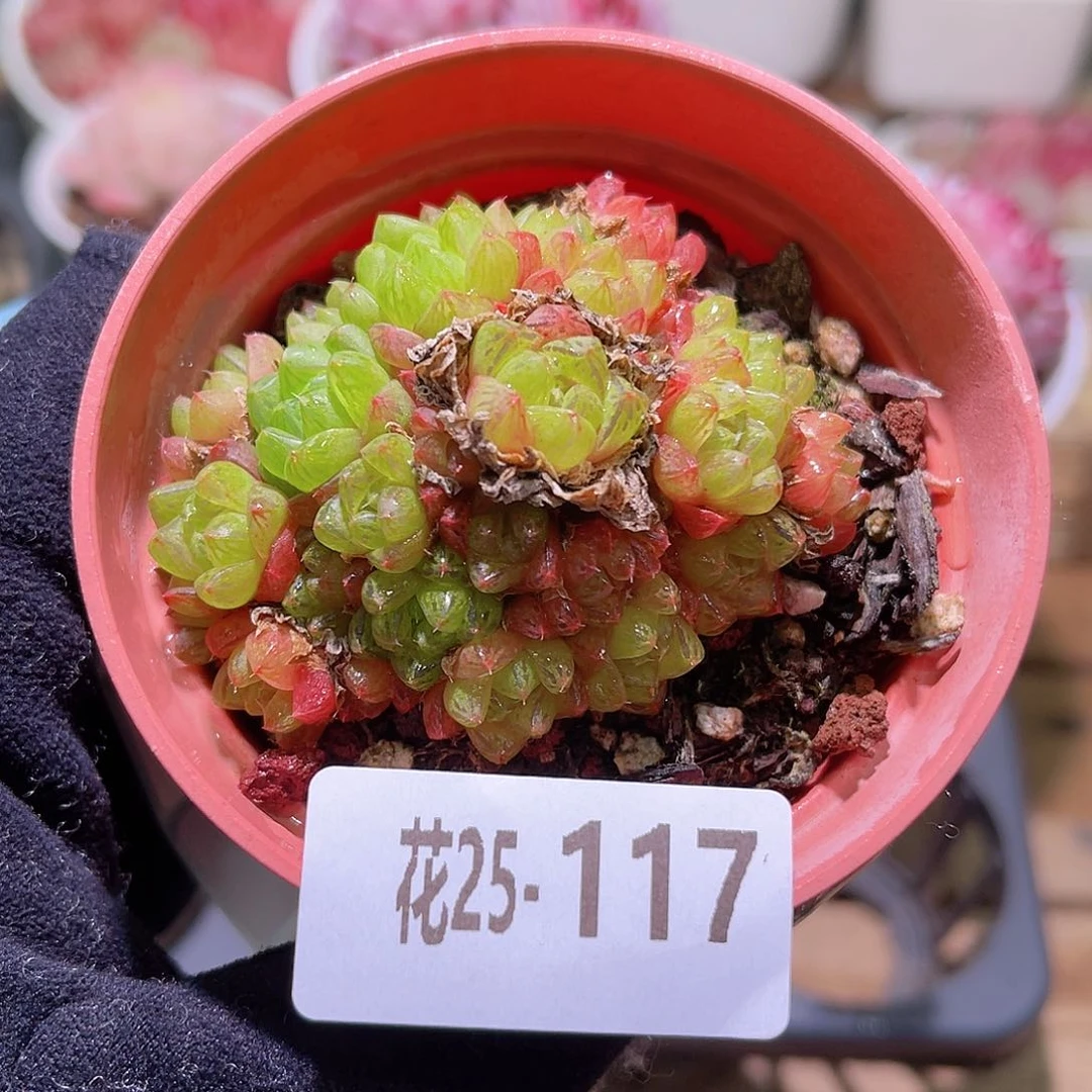 花利美25-117草玉露