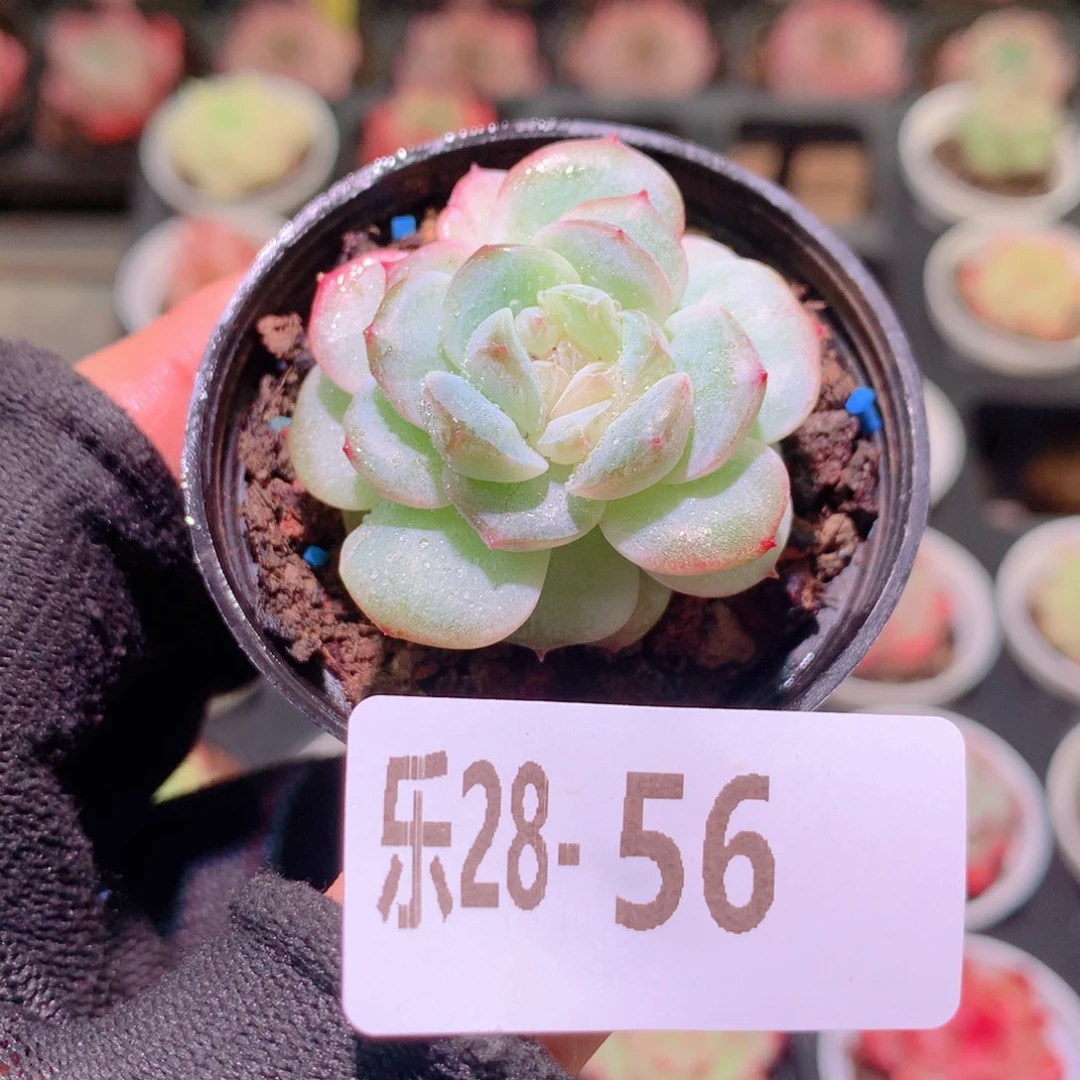 乐然28-56 粉钻单头