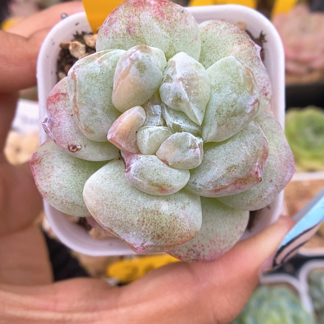 冰玉石化可拍696号