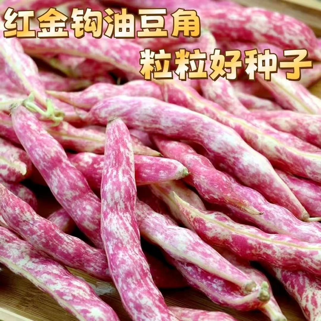 【红金钩豆角种子】蔬菜豆角种子四季种植