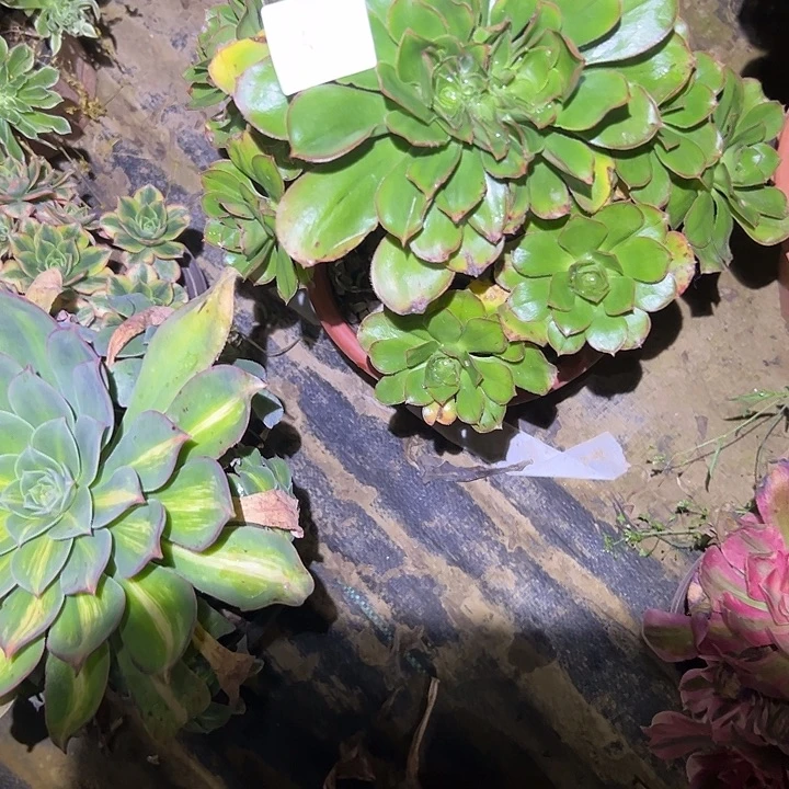 胖***狗多肉法师植物链接5