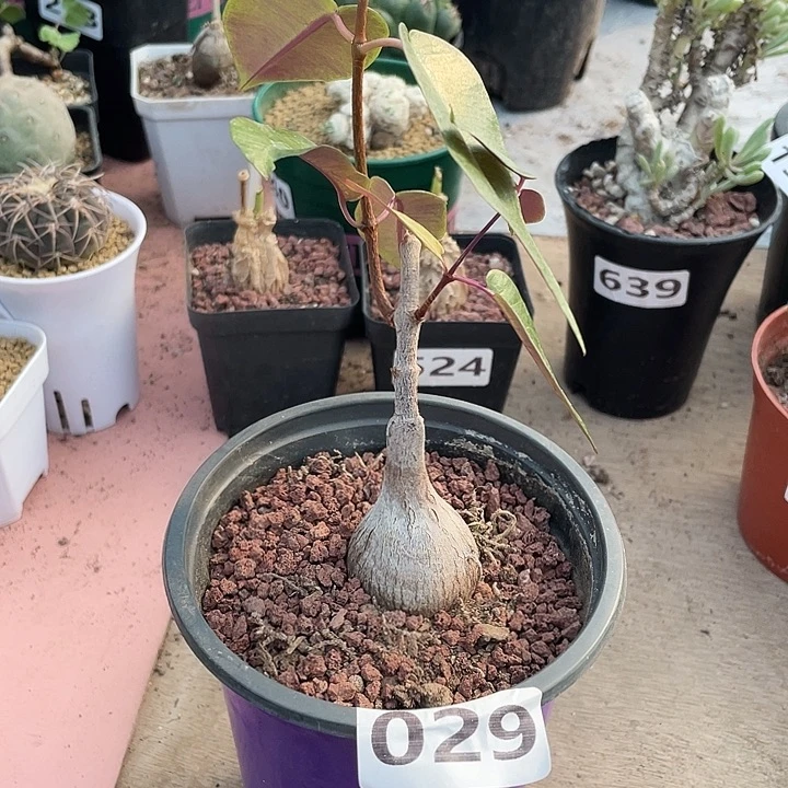 029紫背箩魔块根，