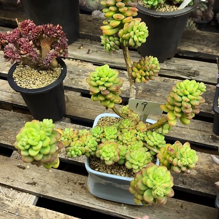 多肉植物，香格里拉19号