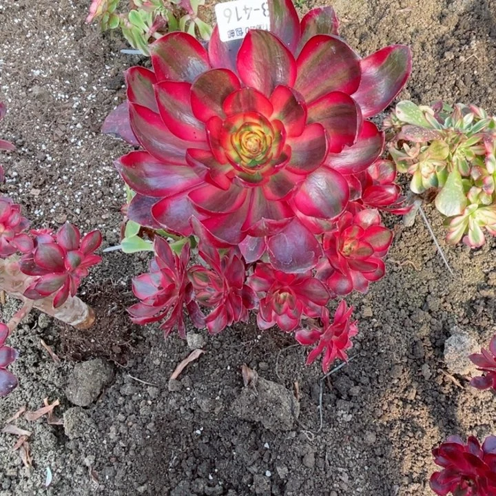 丽***头416烈焰多肉123456789