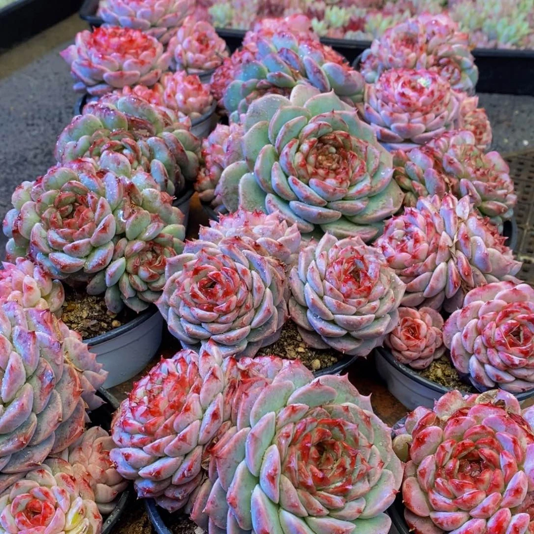 158多肉植物保护研究所所长助理研究员等