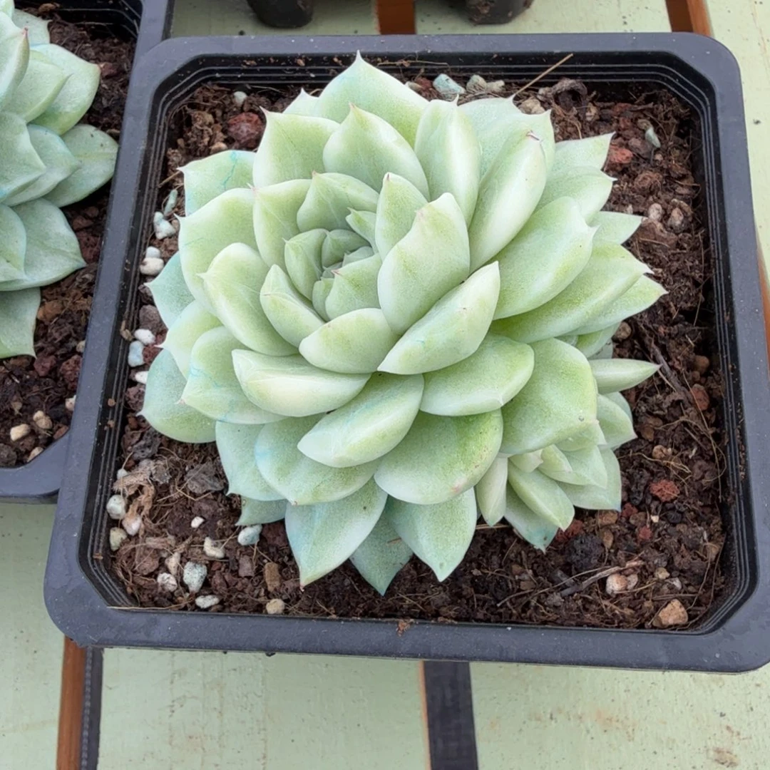 *****麦秆锦9月累计减10