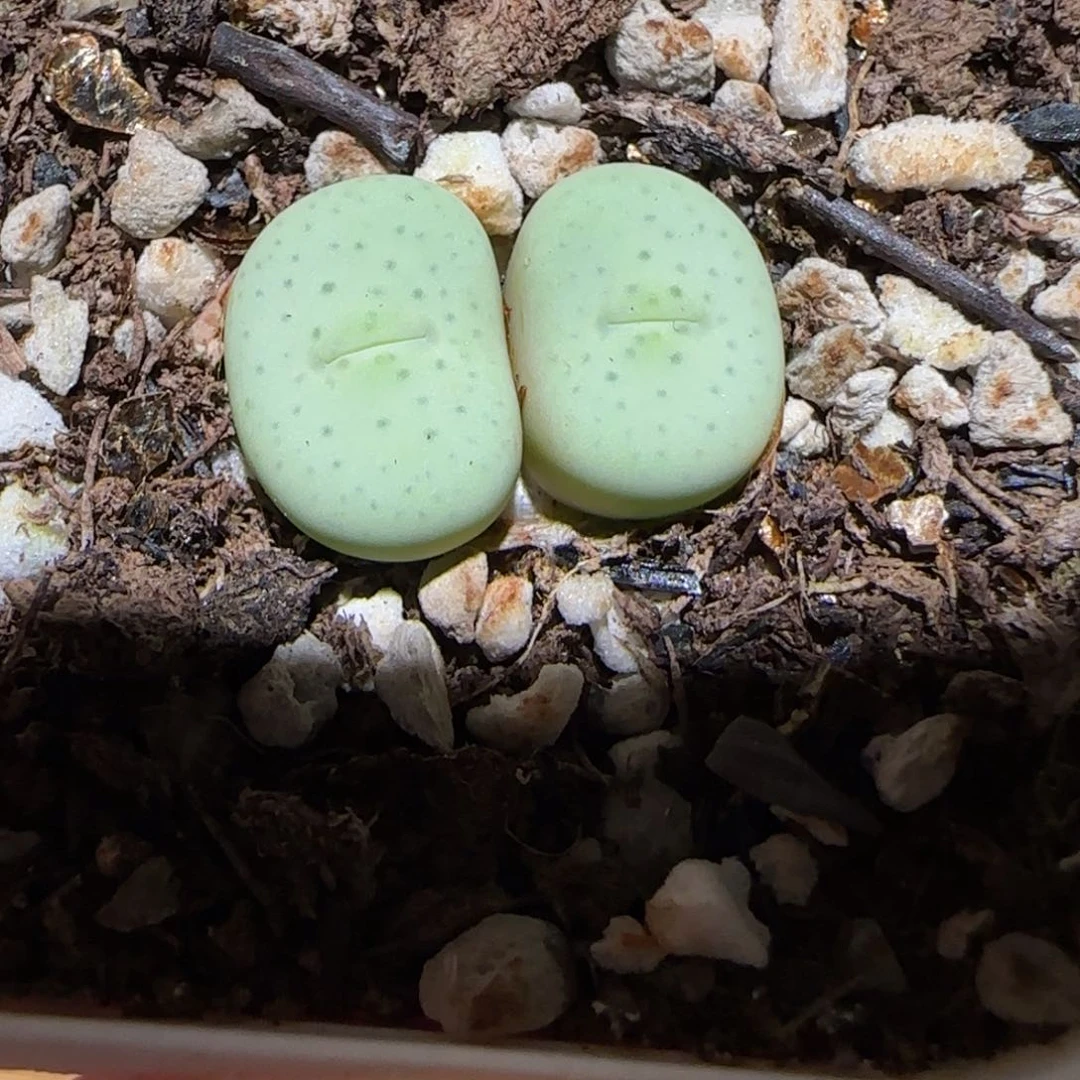 端午节快乐安康-杂交红嘴852