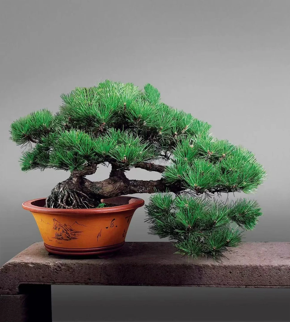 柏树盆景（一物一拍）