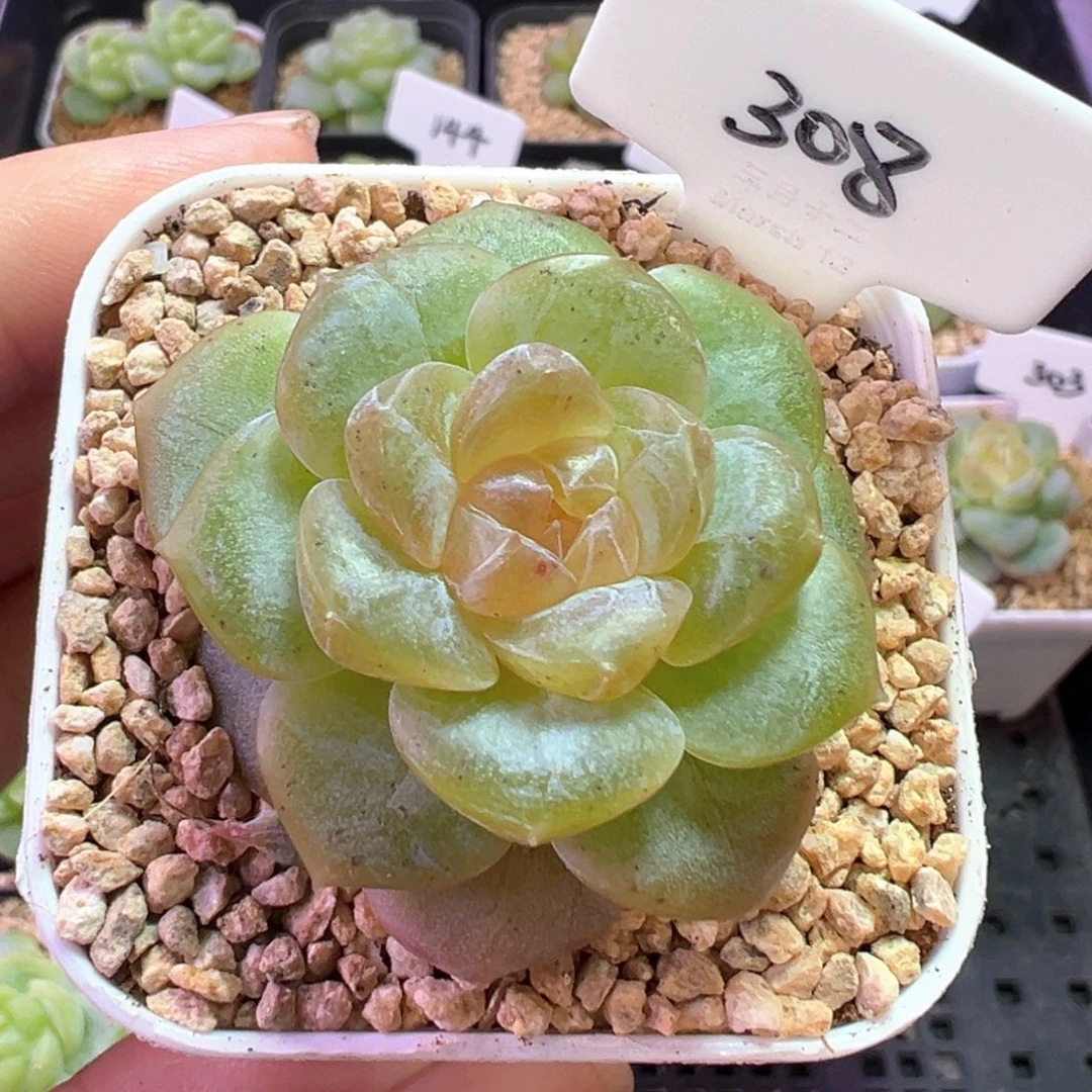 308号云岚有晒斑 晗雨多肉