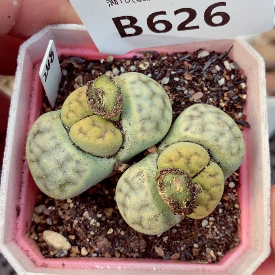 我是一只小小鸟地域鬼的626
