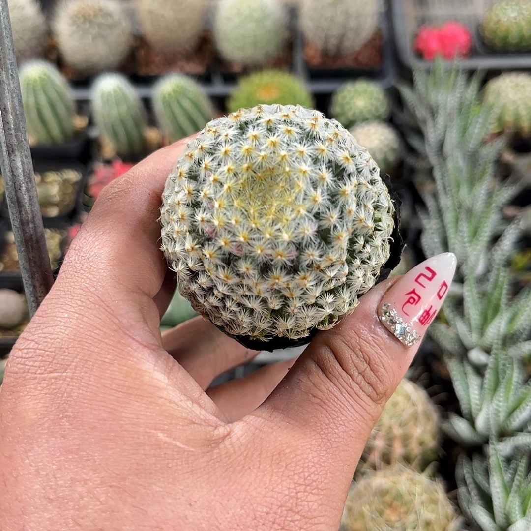 丑不拉几的单头发货