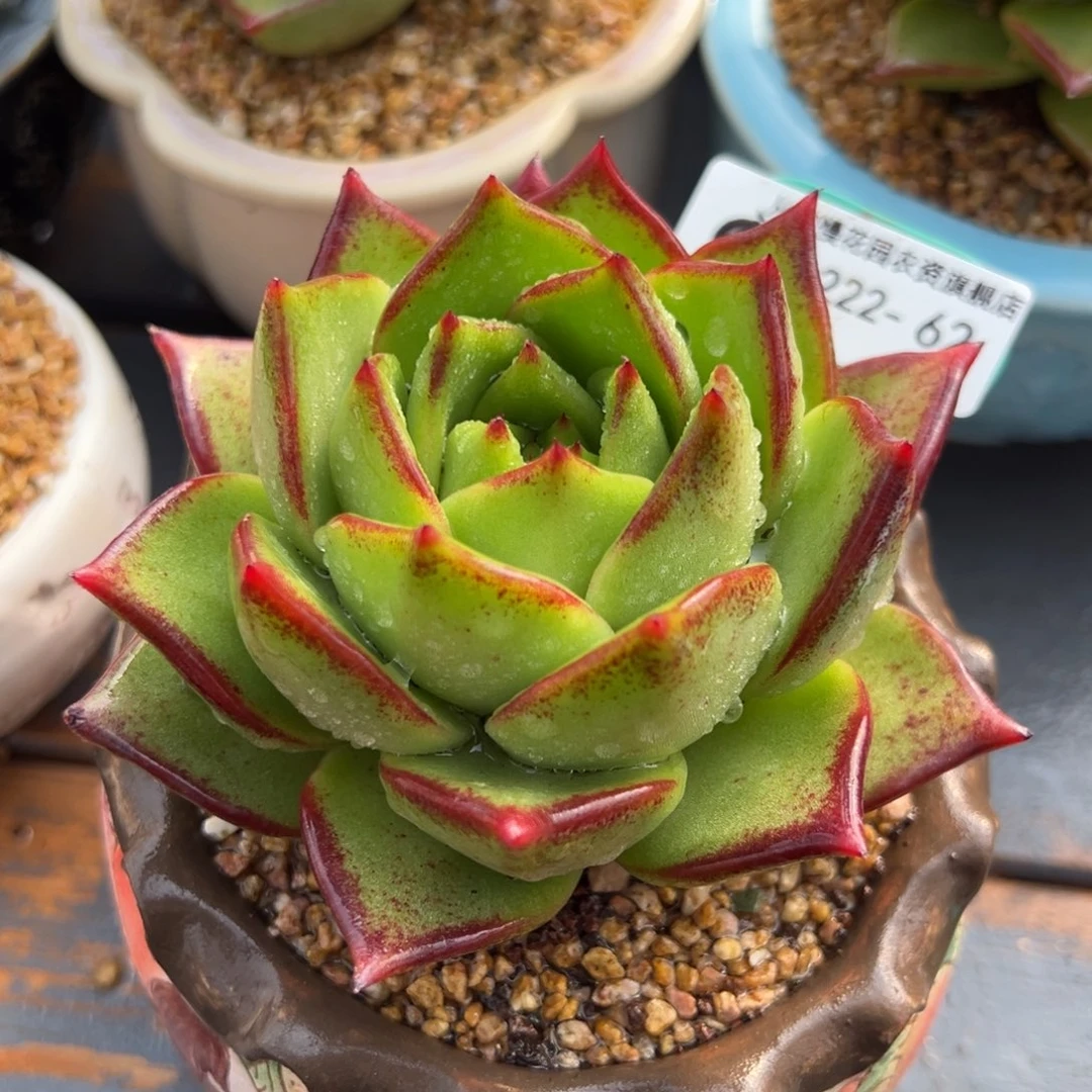 从前慢多肉精选编号0222.62