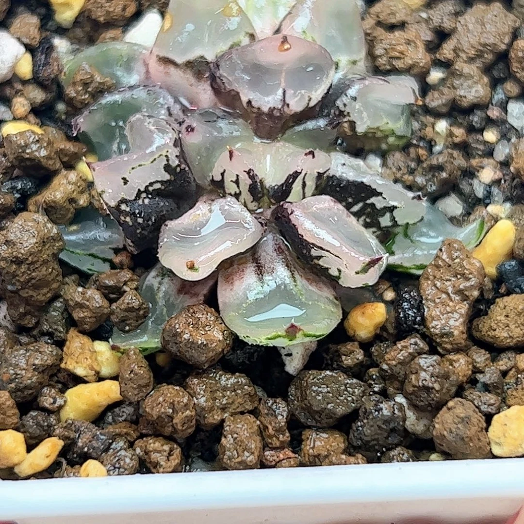 冰皇缀化十二卷多肉植物