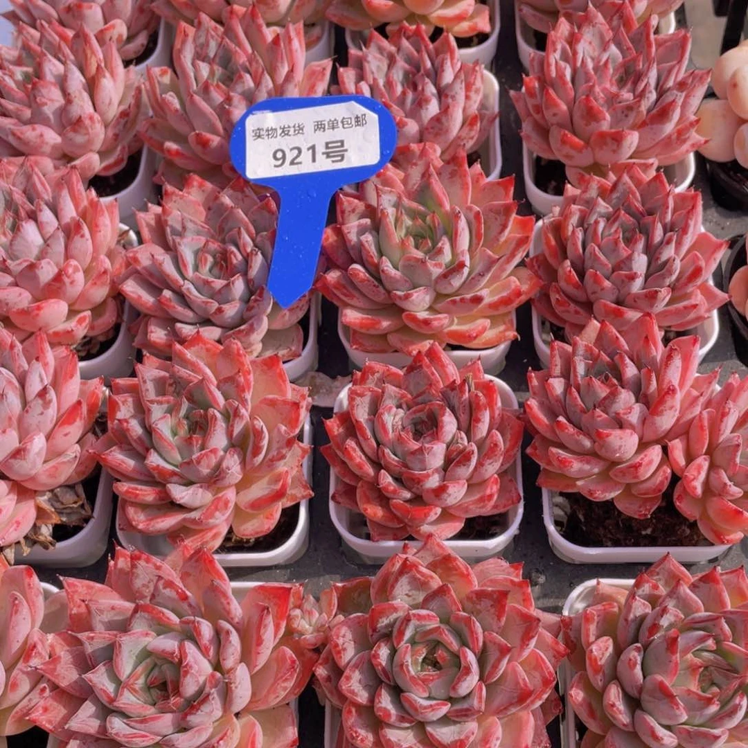 921号 全状态钻石睫毛黑天鹅单头一个