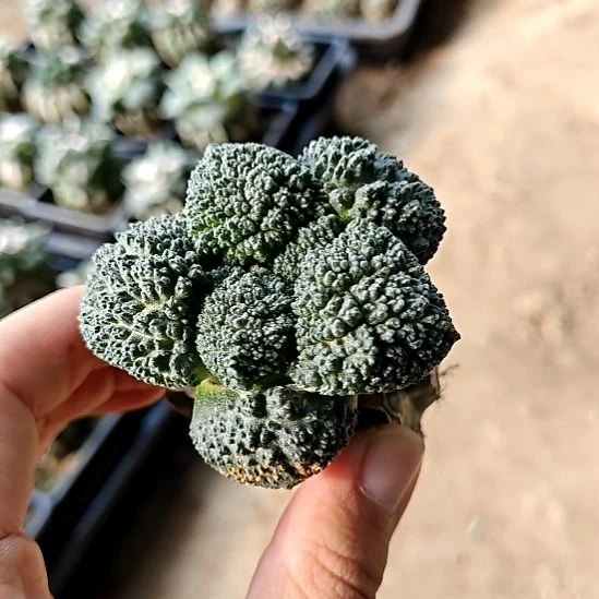 草球苗接哥斯拉牡丹