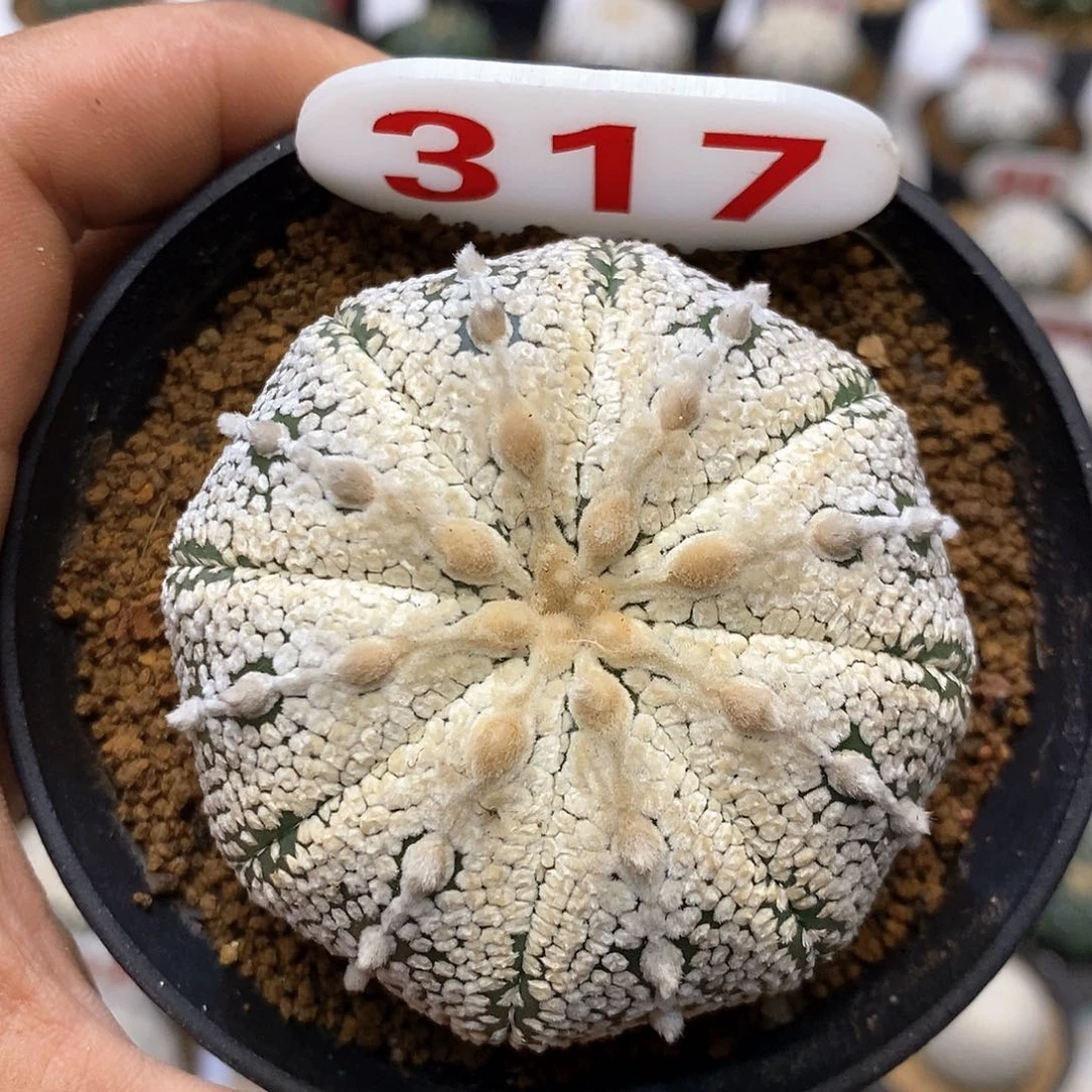 317古田呗奇迹福利活动