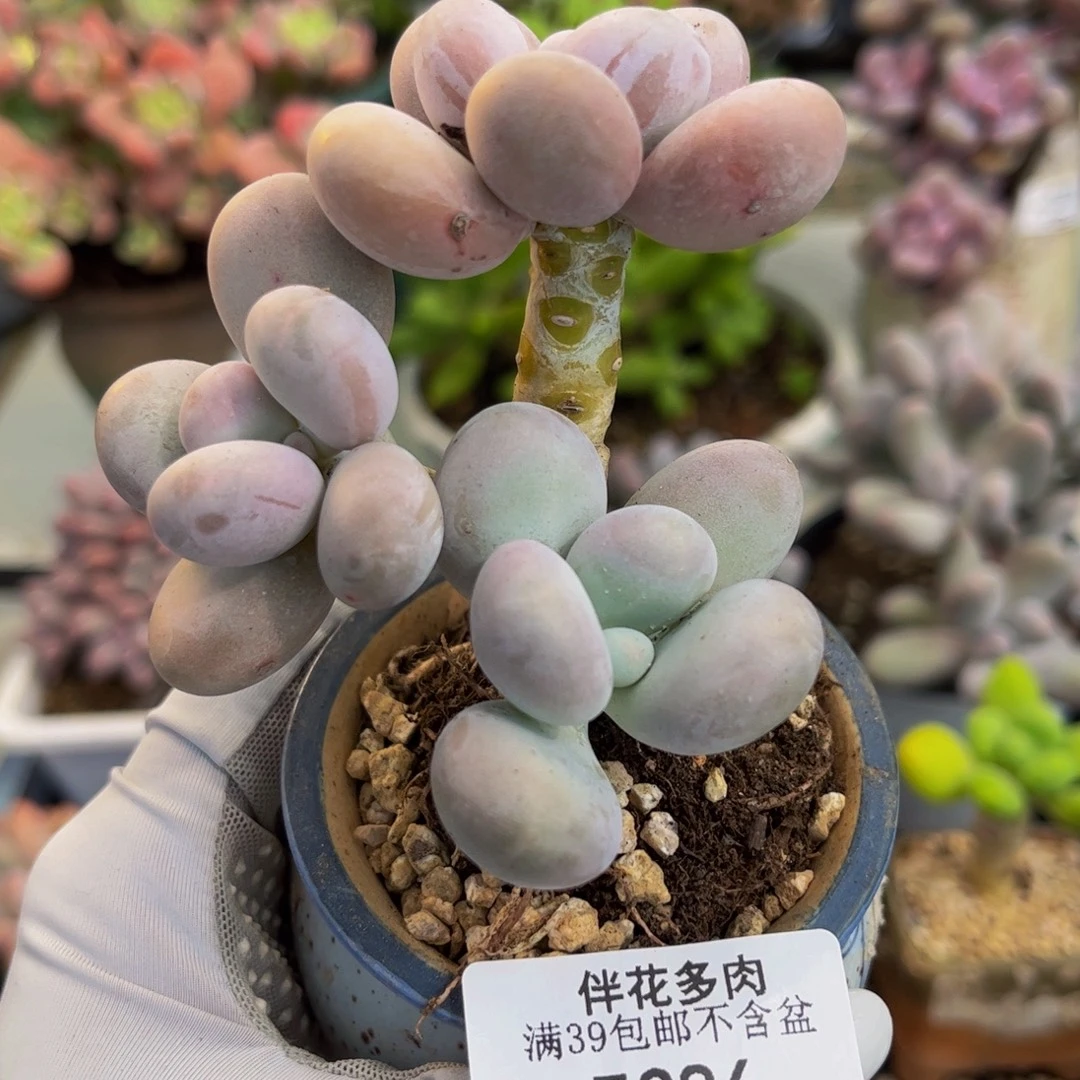 386-原始奶多肉5cm