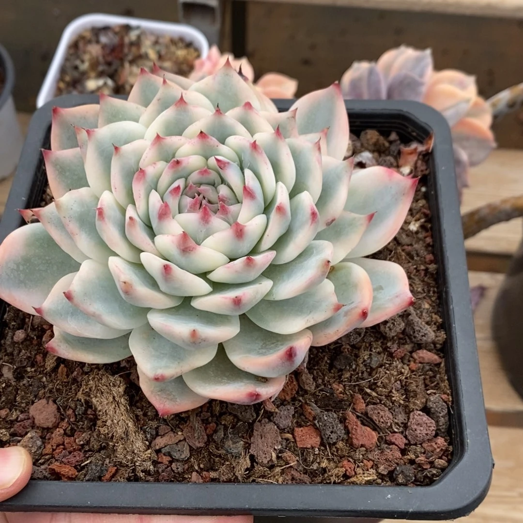 老***三吉娃娃锦多肉植物A3127