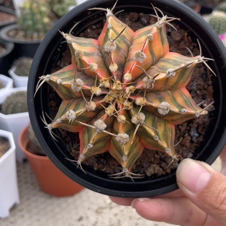 ソ**。实生泰系肋骨一颗带盆发，券后价