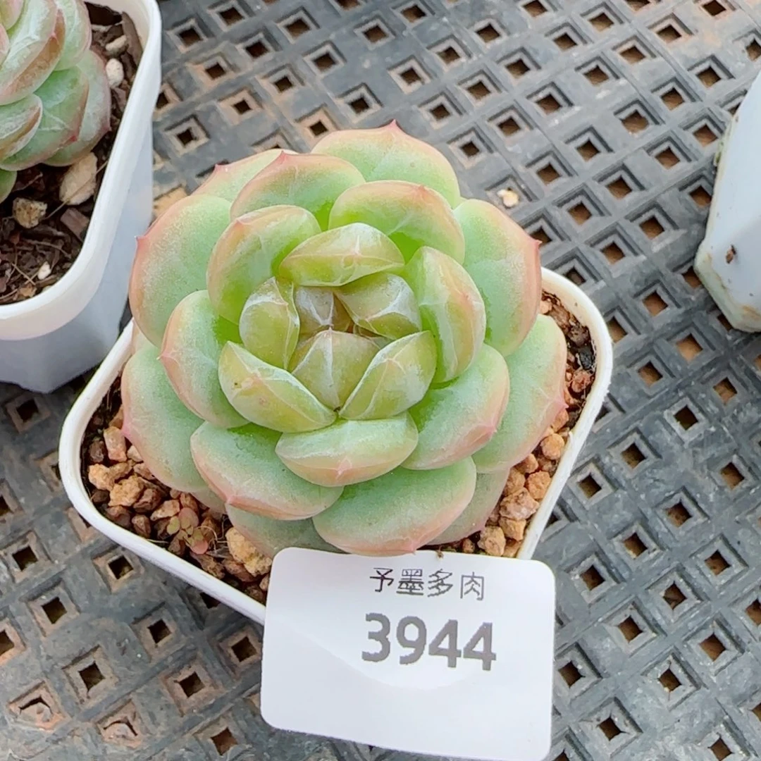 栀子花，3944多肉植物