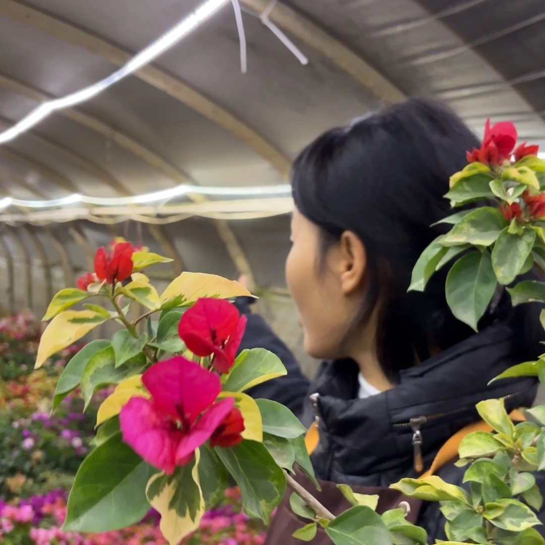 全部花苞（拉菲泰2）三角梅会落花落叶会光杆苗有大有小