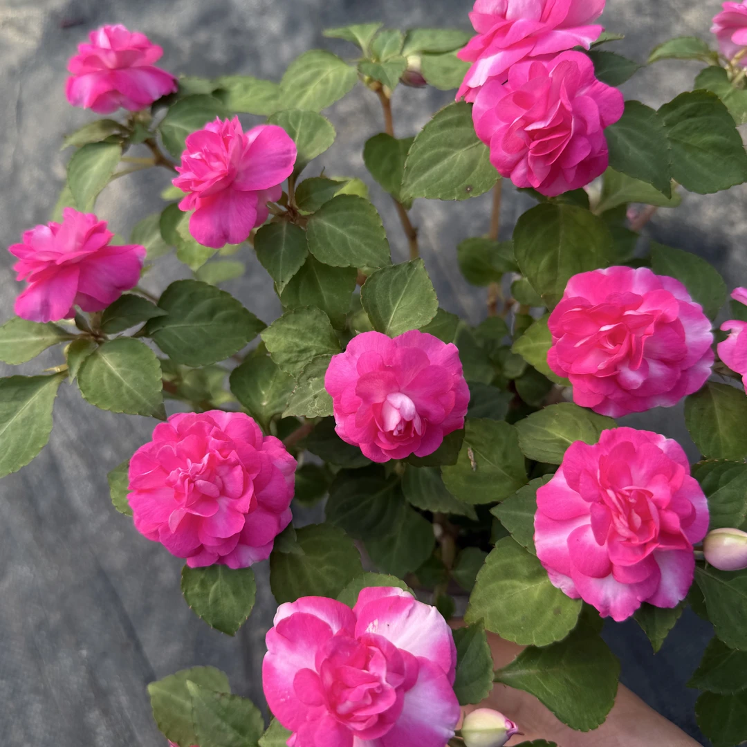 重瓣风仙水梅花  枚花脸